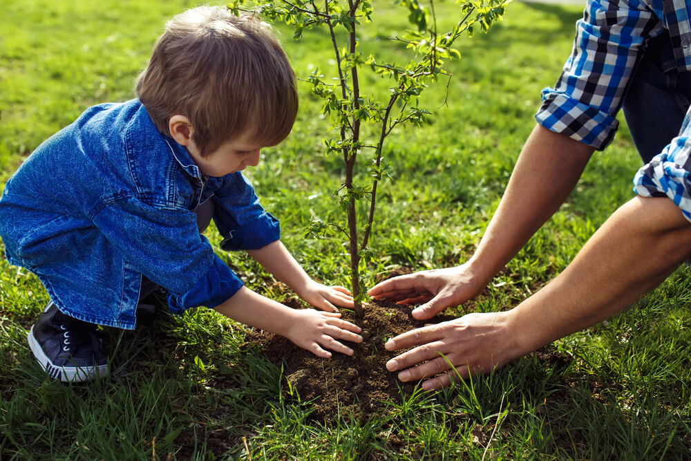 Photo of a young boy planting a tree sapling.